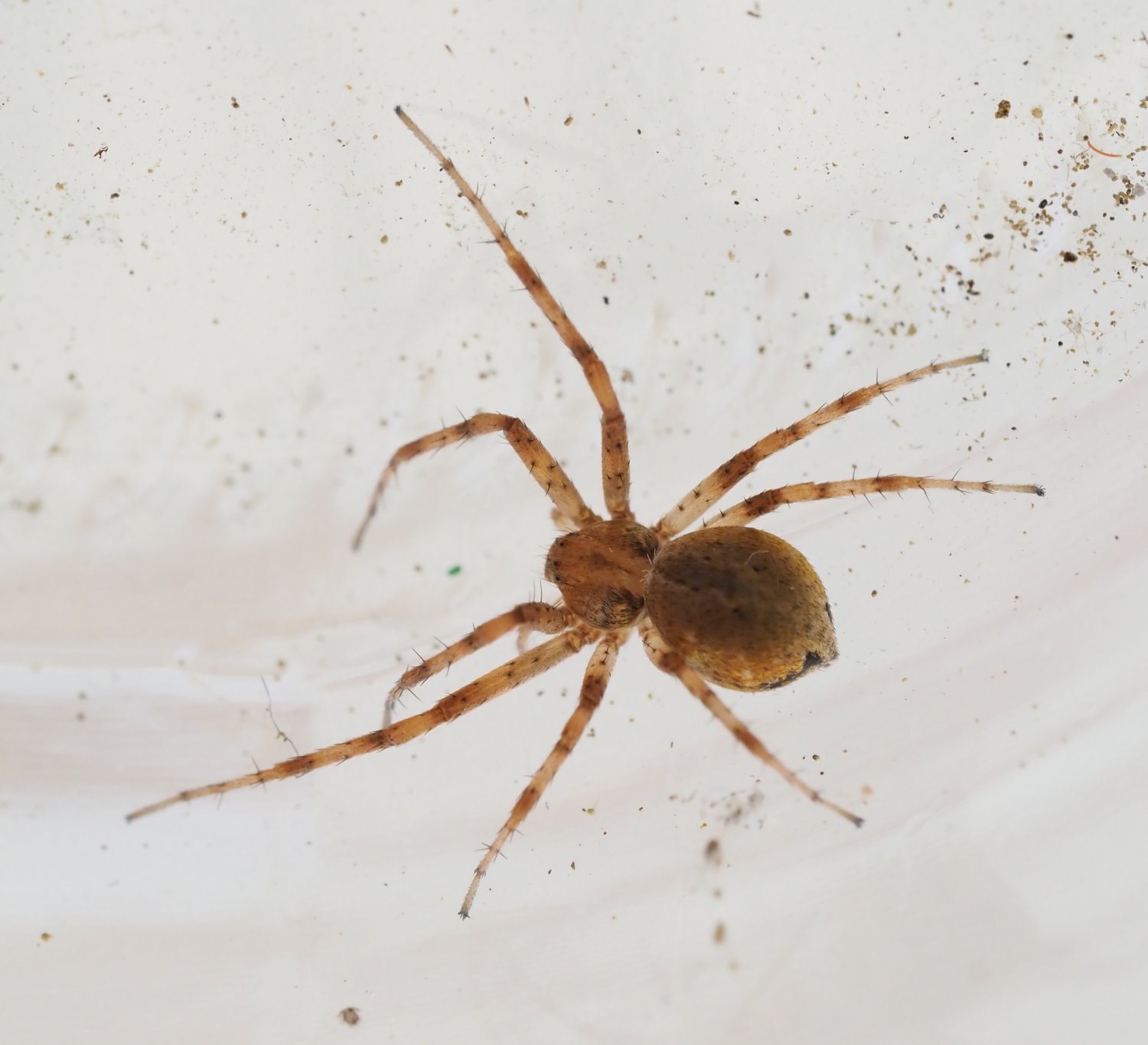 Réf. 261259 — ARACHNIDA > Araneae > Philodromidae > Philodromus sp